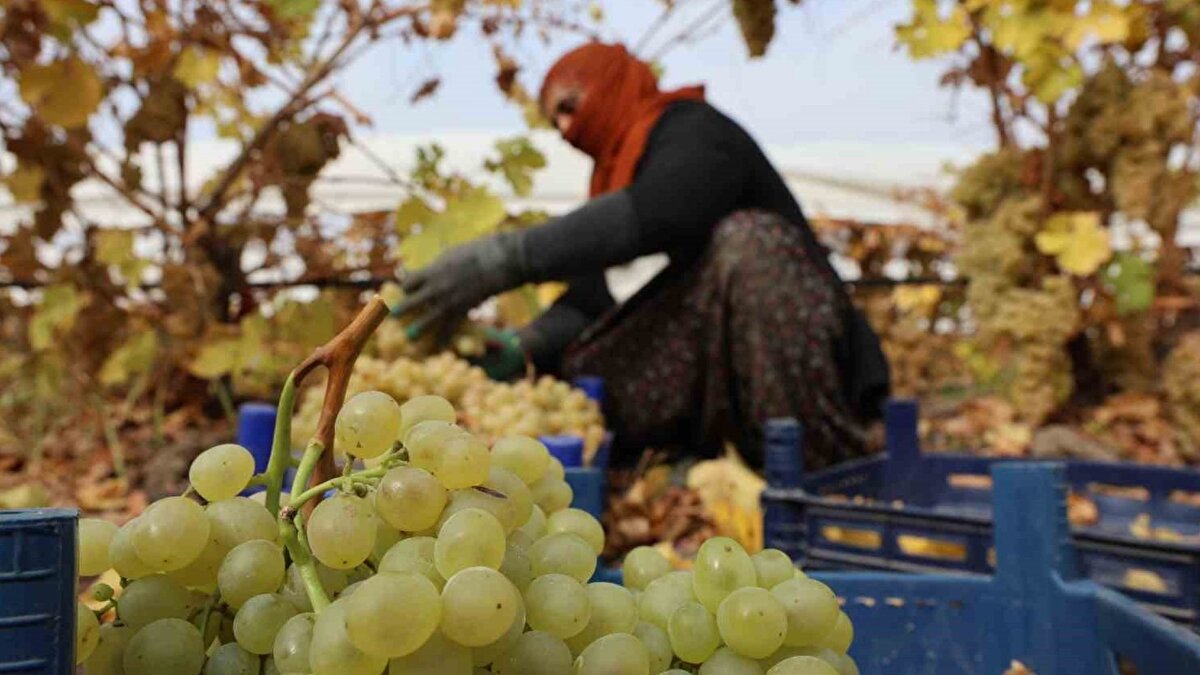 Türkiye’nin önemli üzüm üretim merkezlerinden biri olan Elazığ’da, bu yıl bağlarda ciddi bir verim düşüşü yaşanıyor. Yaklaşık 120 bin dönümlük üzüm bağının bulunduğu kentte üreticiler, hasadın son günlerinde bağların üzerini çadırlarla kapatarak ürünlerini korumaya çalışıyor. Ancak yıl içinde etkili olan don, üretimde büyük bir gerilemeye yol açtı.
