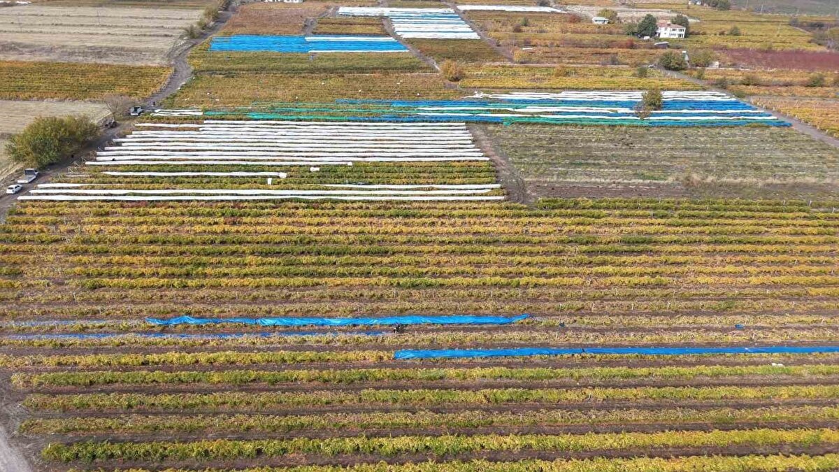 Hasat birkaç hafta daha sürebilir<br><br>Bağlarda çadır önlemi alan üreticiler, hava koşullarının elverişli olması halinde hasadın yaklaşık 15 gün daha sürdürülebileceğini ifade ediyor. Don riskinin tekrarlamaması için üreticiler, yıl boyunca modern tarım uygulamalarını geliştirmeye çalıştıklarını da vurguluyor.
