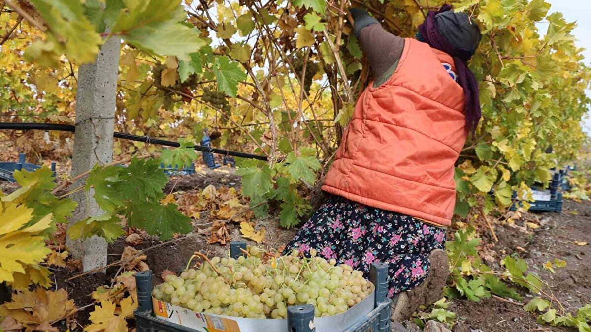 Don, verimi sert şekilde düşürdü<br><br>Hoşköy’de üretim yapan çiftçiler, normal şartlarda 100 dönümlük bir alandan yaklaşık 200 ton üzüm elde ederken bu yıl aynı miktar alandan ortalama 40 ton ürün alabildi. Üreticiler, yaşanan don nedeniyle hem iç piyasaya hem de Türkiye’nin farklı illerine gönderdikleri ürün miktarının büyük ölçüde azaldığını belirtiyor.