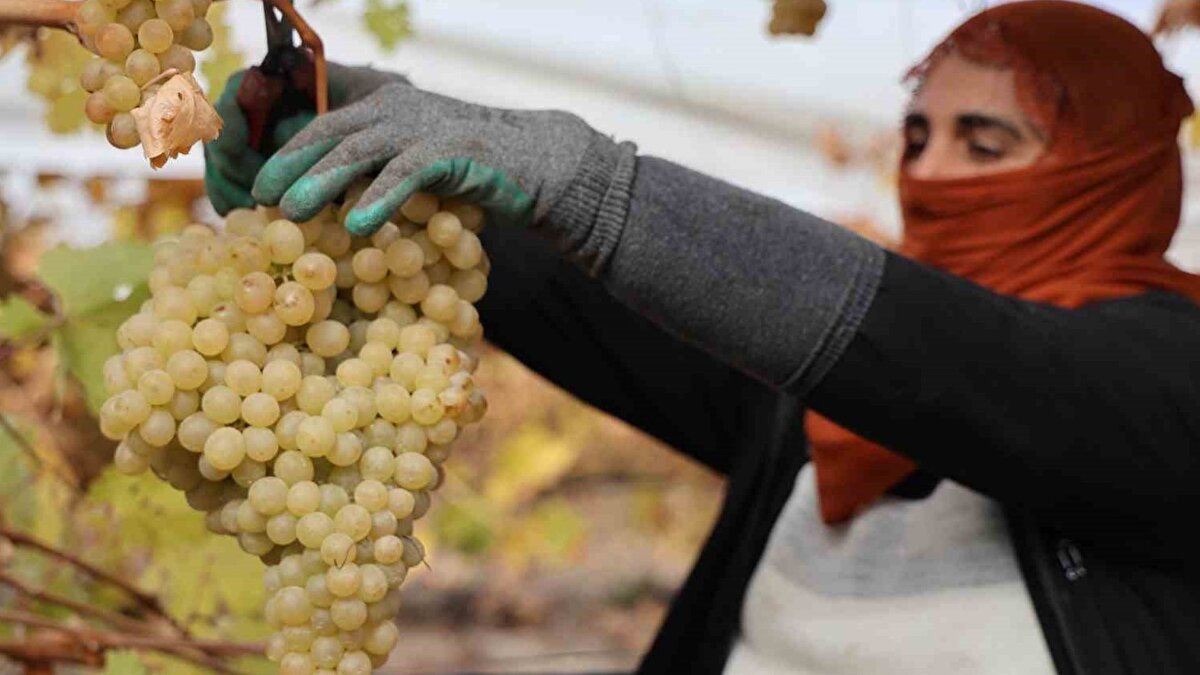 Üreticiler fiyat ve maliyet dengesiyle mücadele ediyor<br><br>Çiftçiler, rekolte düşüşüne rağmen kaliteyi koruduklarını ifade ediyor. Üzüm, önce iç piyasaya ardından ihracata gönderiliyor; geçen yıllarda Romanya ve Rusya’ya yapılan ihracat bu yıl sınırlı kaldı. Rekoltenin azalmasıyla birlikte alıcıların ilgisinin düşmesi ve artan maliyetler nedeniyle üreticiler, piyasanın 50–55 lira bandında seyreden fiyatlarından beklentilerini karşılayamadıklarını dile getiriyor.