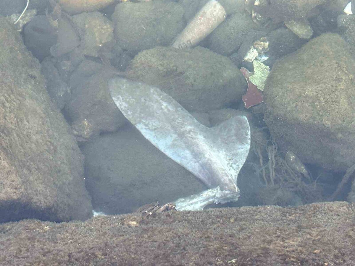 Karadeniz’de son haftalarda köpek balıklarının kıyıya yaklaşması, Trabzon sahillerinde yeni bir hareketliliği ortaya çıkardı. Balıkçı ağlarına takılan 3 metreye yaklaşan türler ile limanda parçalanmış bir köpek balığının bulunması, popülasyon artışını daha görünür hale getirdi. Uzmanlar, iklim değişiminin bu türlerin bölgede daha sık görülmesine zemin hazırladığı görüşünde.