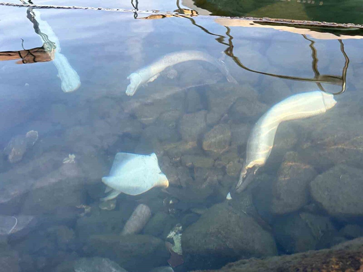 Bölgedeki artış küresel ısınmayla ilişkilendiriliyor<br><br>Trabzon’da balıkçılık yapan Hasan Serdar Kan ise köpek balıklarının son yıllarda çoğaldığını belirterek bu artışı küresel ısınmaya bağladı. Kan, şu ana kadar bölgede insanlara yönelik bir saldırı olmadığını ancak popülasyonun büyümesinin dikkatle izlenmesi gerektiğini söyledi. Balıkçıların son günlerde ağlarına katılan türlerin arasında 1,5 metreyi bulan köpek balıkları olduğu da aktarıldı.