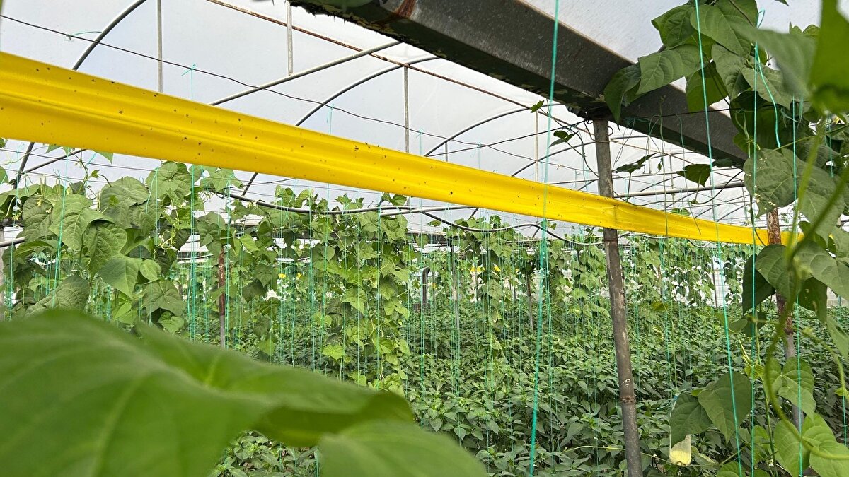 Uzmanlardan tüketim uyarısı<br><br>Bolat, mide hassasiyeti bulunan kişilerin bu biberi dikkatli tüketmesi gerektiğini hatırlatarak, çocuklar ve hamileler için de ölçülü kullanım önerdi. Günde küçük bir Samandağ biberinin dahi vücutta olumlu etkiler yaratabileceğini söyleyen Bolat, biberin doğal aroması ve besleyici içeriğiyle sağlıklı beslenmeyi destekleyen önemli bir ürün olduğunu ifade etti.