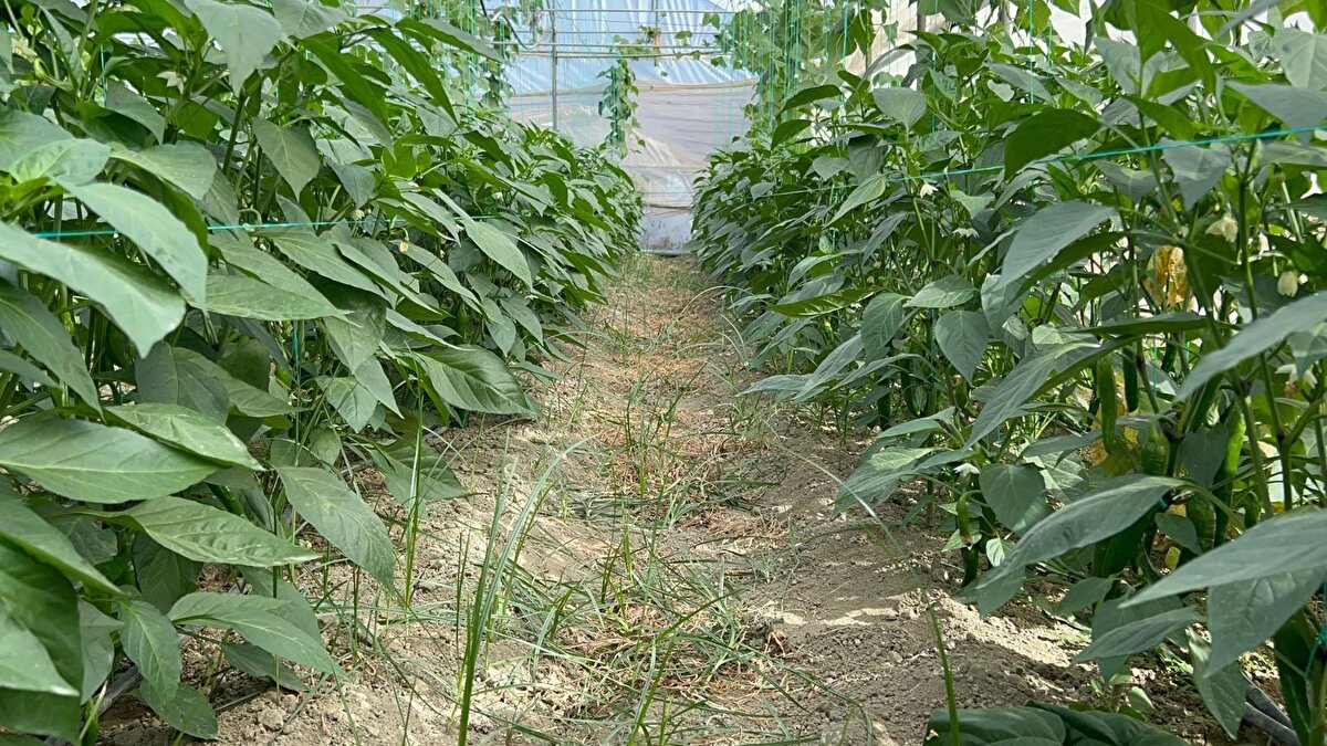 C vitamini bakımından zengin bir ürün<br><br>Diyetisyen Özge Bolat, Samandağ biberinin yüksek C vitamini barındırması nedeniyle güçlü bir besin kaynağı olduğunu söyledi. Bolat, düzenli tüketimin bağışıklık sistemine destek verdiğini, antioksidan içeriği sayesinde hücresel zararları azaltarak hastalıklara karşı koruyucu etki oluşturabileceğini dile getirdi. Ayrıca metabolizmayı hızlandıran yapısının kilo kontrolünde yardımcı olabileceğini ve lif oranı sayesinde uzun süre tokluk sağladığını vurguladı.