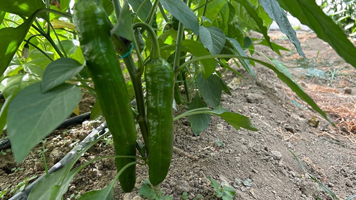 Hatay’ın Samandağ ilçesinde yetiştirilen ve 50 bin scoville acılık değeriyle Türkiye’de öne çıkan Samandağ biberi, hasat dönemine doğru tarlalarda olgunlaşmaya başladı. Yaklaşık 2 bin 347 dekarlık alanda üretilen biberlerin aralık ayında toplanacağı ifade ediliyor. Yerel çiftçiler yeni sezon için hazırlıklarını hızlandırmış durumda.