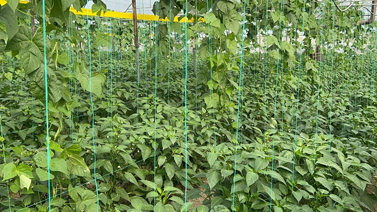 Üreticiler doğal yöntemlere dikkat çekiyor<br><br>Samandağ biberi yetiştiricisi Güney Sakınlı, ürünlerinde herhangi bir genetik müdahale bulunmadığını, biberleri tamamen geleneksel tarım yöntemleriyle ürettiklerini söyledi. Sakınlı, yüksek acılığı nedeniyle özellikle kilo kontrolü amacıyla bu biberi tercih edenlerin sayısının arttığını belirterek, ürünlerin Gaziantep ve Şanlıurfa başta olmak üzere pek çok ile gönderildiğini aktardı. Sakınlı, biberi hem baharlık hem de güzlük olmak üzere iki farklı sezonda yetiştirdiklerini de ifade etti.