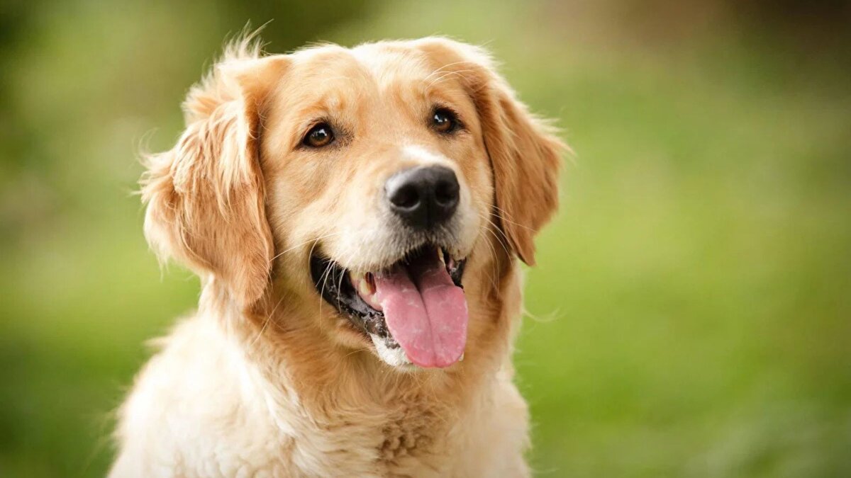 İnsanlar ve köpekler binlerce yıldır birlikte yaşamış ve birbirlerinin evrimini etkilemiş durumda. Cambridge Üniversitesi ve Lincoln Üniversitesi’nden araştırmacılar, özellikle golden retriever türü üzerinde yürüttükleri çalışma ile bu ortak evrimin genetik boyutunu inceledi. Çalışmada, köpeklerin sosyal davranışları ve insanların psikolojik özellikleri arasında şaşırtıcı paralellikler bulundu.