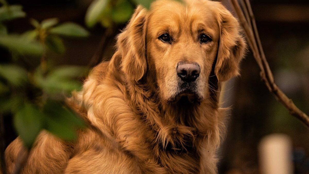 Bilim insanları, bulguların yalnızca köpek davranışlarını açıklamakla kalmadığını, aynı zamanda insan psikiyatrisi için de yeni modeller oluşturabileceğini ifade ediyor. Lincoln Üniversitesi’nde hayvan davranışları üzerine çalışan uzmanlar, köpeklerin stres tepkilerini anlamanın, insanlarda benzer psikolojik sorunları daha iyi çözmek için bir araç olabileceğini söylüyor.