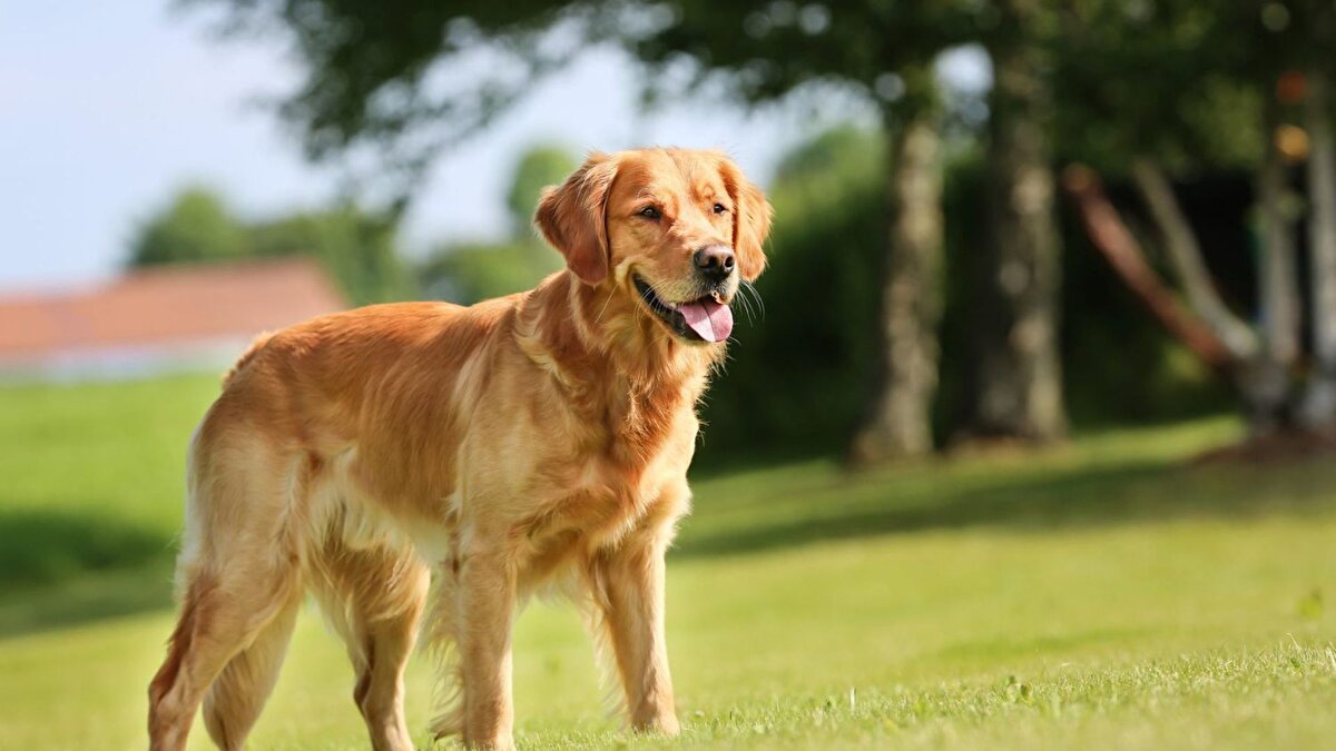 Araştırma kapsamında 1.300 golden retriever’ın genetik kodları incelendi ve elde edilen veriler, insanların benzer genleriyle karşılaştırıldı. Sonuçlar, bazı genlerin köpeklerde sosyal kaygı ve insanlarda depresyon gibi durumlarla ilişkili olduğunu gösterdi. Örneğin, ADD2 geni köpeklerde yabancılara karşı endişe yaratırken, insanlarda depresyon belirtileriyle bağlantılı bulunuyor.