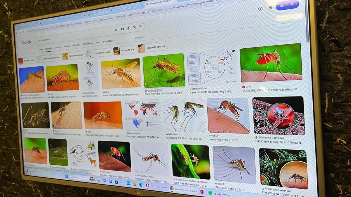 İzmir ve çevresinde iklim değişikliğiyle birlikte tropikal ve subtropikal bölgelerde görülen sivrisinek türleri artık kalıcı olarak yaşam alanı buluyor. Uzm. Dr. Ayhan, “Aedes aegypti ve Culex türleri, Batı Nil Ateşi başta olmak üzere çeşitli enfeksiyon hastalıklarını taşıyabiliyor. Bu sivrisineklerin yayılımı, iklimin etkisi ve artan küresel hareketlilik nedeniyle Türkiye’nin farklı bölgelerinde gözlemleniyor” dedi.