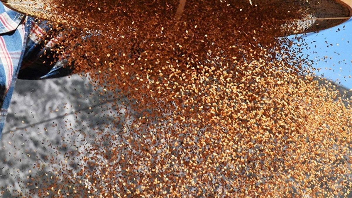 Susamın zararları, çoğunlukla tek başına değil, işlenmiş gıdaların formülünden kaynaklanır. Örneğin, tahin helvası gibi ürünlerdeki aşırı şeker ya da susamlı krakerlerdeki yüksek tuz oranı, susamın faydasını gölgeleyerek kilo ve bağışıklık dengesini bozabilir. Ayrıca bazı kişilerde, özellikle yüksek yağ içerikli susamlı ürünlerin sindirimi zor olabilir; bu durum hazımsızlık, mide yanması veya reflü semptomlarının artmasına yol açabilir. Beslenme uzmanları, susamın faydalarından yararlanmak için güvenilir kaynakları tercih etmeyi ve porsiyon kontrolüne (örneğin günlük 1 avuç) riayet etmeyi tavsiye etmektedir.