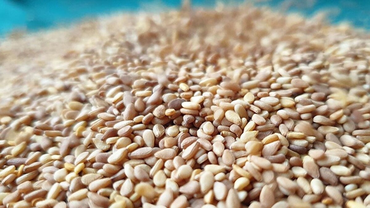 Mutfak kültüründe simitten helvaya, kurabiyelerden salatalara kadar geniş bir kullanım alanına sahip olan susam, yüksek protein, vitamin ve antioksidan içeriğiyle bilinir. Ancak, bu besleyici yağlı tohumun faydalarının yanı sıra, özellikle aşırı ve kontrolsüz tüketim durumlarında ortaya çıkabilecek bazı sağlık riskleri bulunmaktadır. İnsanlar susam yağını doğal destek olarak kullanabilse de, uzmanlar susamın potansiyel zararlarının göz ardı edilmemesi gerektiğini vurguluyor.