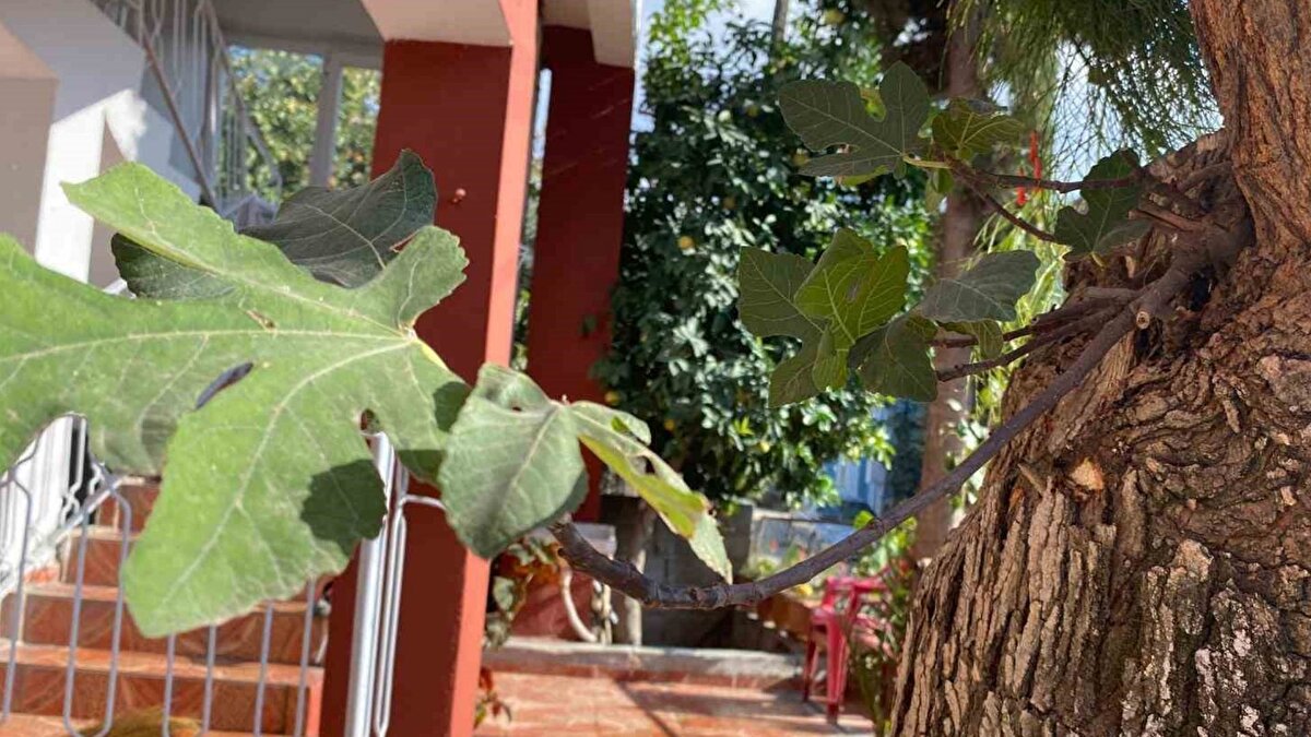 Her yıl daha fazla meyve veriyor<br><br>Ağaç sahibi Adem Kekik, dört yıl önce fark ettiği incir filizinin toprak olmamasına rağmen güçlenerek her yıl daha çok meyve verdiğini anlattı. Kekik, dut ağacının ortasında beliren filizin önce birkaç meyve tuttuğunu, ardından her sezon sayının arttığını ifade etti.