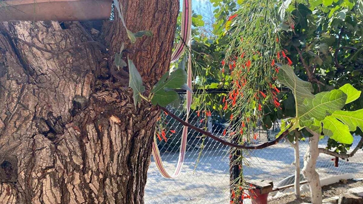 Osmaniye’nin Düziçi ilçesine bağlı Cumhuriyet Mahallesi’nde bir bahçedeki yaşlı dut ağacının gövdesinden incir ağacı çıkması çevrede merak uyandırdı. Yaklaşık 70 yıldır bahçede duran dut ağacının bir dalı budandıktan sonra, o bölgede kendiliğinden bir incir fidesi belirdi. İncirin zaman içinde büyüyerek meyve vermesi, bölgede ender görülen bir durum olarak dikkat çekti.