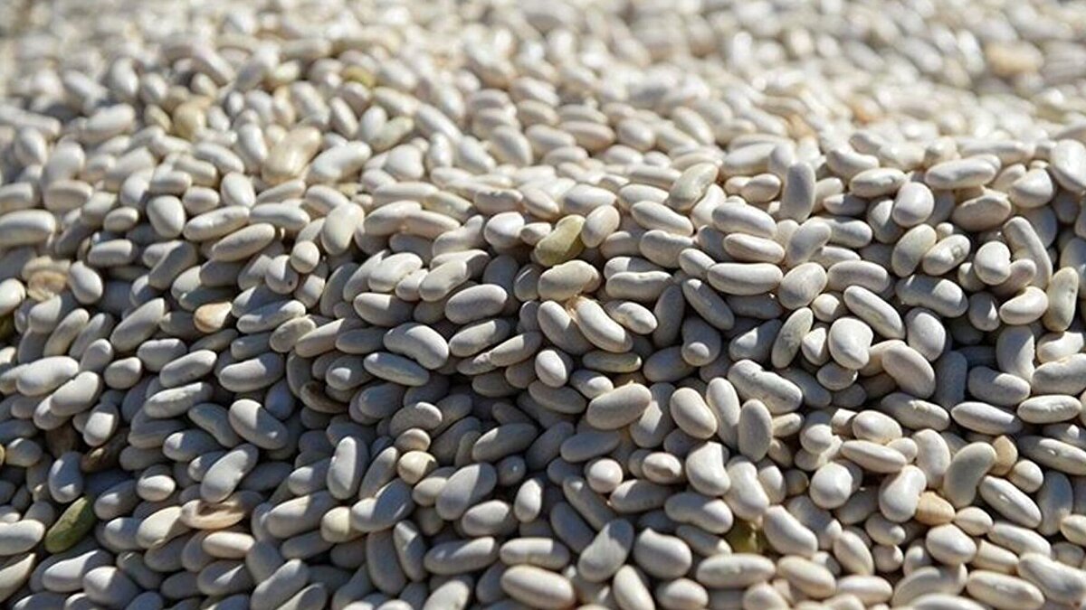 Türkiye’de kuru fasulye krizi yaşandığına dair sosyal medyada yer alan paylaşımlara Cumhurbaşkanlığı İletişim Başkanlığı Dezenformasyonla Mücadele Merkezi (DMM) açıklık getirdi. NSosyal üzerinden yapılan duyuruda, ürünün piyasadan çekileceği yönündeki yorumların gerçeği yansıtmadığı ifade edildi.<br><br>Üretim ve arzda sorun bulunmuyor<br><br>DMM, 2024 yılı verilerinin Türkiye’nin kuru fasulye ihtiyacının büyük bölümünü yerli üretimle karşıladığını belirtti. Yeterlilik oranının yüzde 84,5’e ulaştığı, TÜİK tahminlerine göre 2025 için 247 bin ton üretim gerçekleştiği aktarıldı. Açıklamada, yalnızca 7 bin tonluk sınırlı bir ithalat yapıldığı ve arz sürekliliğinin güçlü kaldığı vurgulandı.