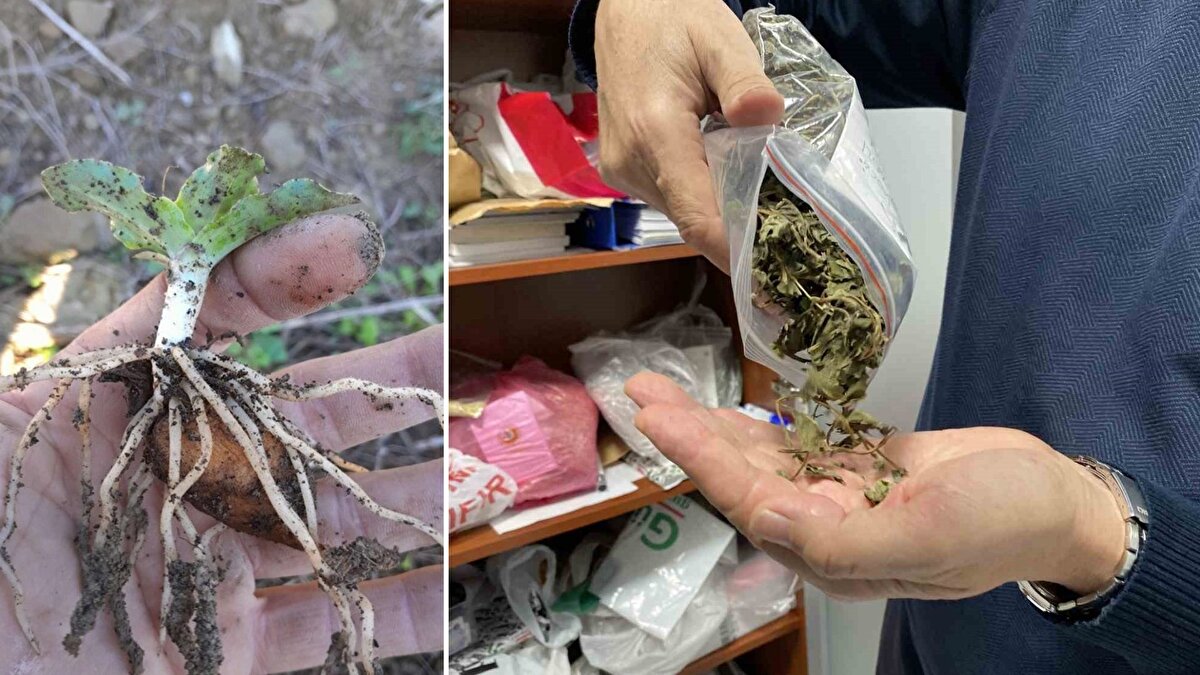 Türkiye’nin genetik kaynak kapasitesi güçleniyor<br><br>Projeyi yürüten ekip, 40 dekarlık alanda oluşturulan bu koleksiyonun hem yerli üreticilere hem de araştırmacılara önemli bir kaynak sunduğunu belirtiyor. Ayrıca fidanlığın dışında hazırlanan 40 dönümlük tanıtım alanı ise öğrencilerin ve ziyaretçilerin bitkileri yakından inceleyebilmesine imkân tanıyor. Merkezde yetiştirilen tohum ve fideler, talep eden birçok ile gönderilerek üretimin geniş bir bölgede sürmesine katkı sağlıyor.