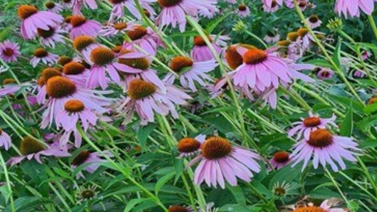 Eskişehir’de tıbbi aromatik bitkiler üzerine yaklaşık yedi yıl önce başlatılan proje, Türkiye’nin bu alandaki en kapsamlı genetik kaynak merkezlerinden birinin oluşmasını sağladı. Eskişehir Osmangazi Üniversitesi (ESOGÜ) ile Orman Bölge Müdürlüğü iş birliğiyle yürütülen çalışmada, dünyanın farklı bölgelerinden derlenen 220’nin üzerinde bitki türü Orman Fidanlığı’nda bir araya getirildi.