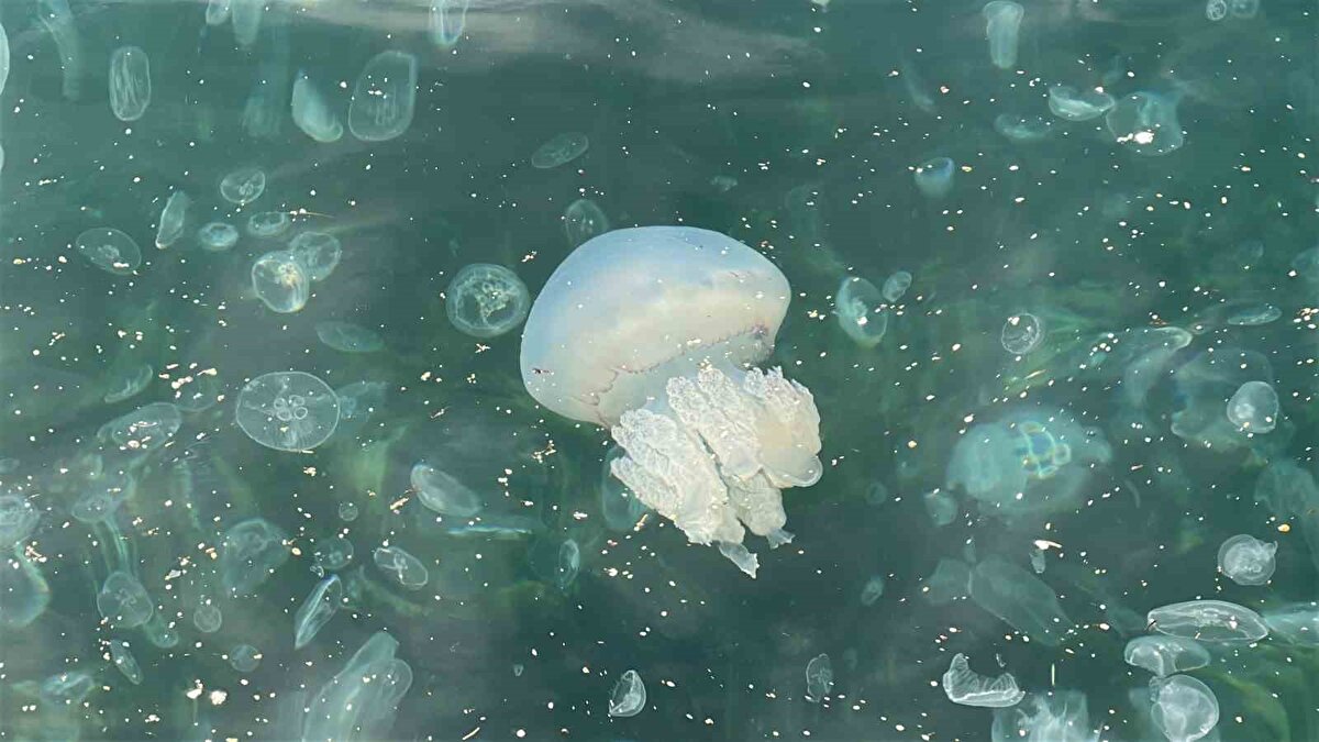 Bölge Sakinlerinden Tepkiler<br><br>Sahilde gözlem yapan Cemalettin Değer, “Bu kadar denizanasının görülmesi normal değil. Deniz kirliği ve insanların dikkatsizliği bu sorunu büyütüyor. Önlem alınmazsa deniz ekosistemi ve yaşamımız risk altında” ifadelerini kullandı. Diğer bir vatandaş Muammer ise, “Geçmiş yıllara göre bu yıl denizanası sayısı ciddi şekilde arttı. Temizlik çalışmaları yapılsa da yoğunluğu azaltmak zor görünüyor” dedi.