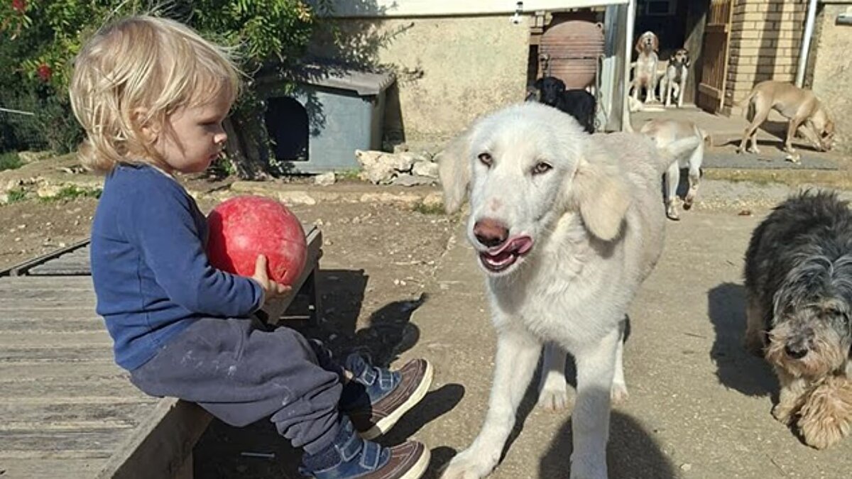 Yunan tatil adası Zakynthos’ta, 2 yaşındaki Britanyalı Leon Dulia, ailesinin pitbull köpeği tarafından saldırıya uğrayarak hayatını kaybetti. Olay, Leon’un annesi Robbie Deeth ve babası Loukas ile alışverişten döndükten kısa bir süre sonra, bahçede köpeği okşamak için yanına gitmesi sırasında gerçekleşti. Anne Deeth, trajedinin “30 saniyeden kısa bir sürede” meydana geldiğini ifade etti.