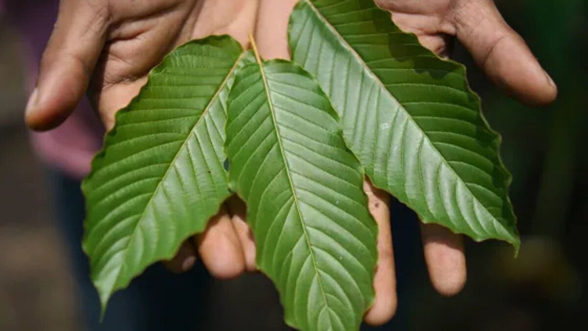 ABD’de düzenleme eksikliği eleştiriliyor
<br><br>Aile, kratom kullanımının tehlikelerinin yeterince bilinmediğini ve gençlerin bu tür ürünlere kolaylıkla ulaşabildiğini vurguluyor. Kristal Roose, bağımlılık merkezlerinin kratomla ilgili tedavi protokollerinin yetersiz olduğunu, oğullarının bu nedenle destek bulamadığını ifade etti. ABD Gıda ve İlaç Dairesi (FDA) ise kratomun karaciğer toksisitesi, nöbet ve bağımlılık dâhil ciddi riskler taşıdığı uyarısını yineliyor.<br>