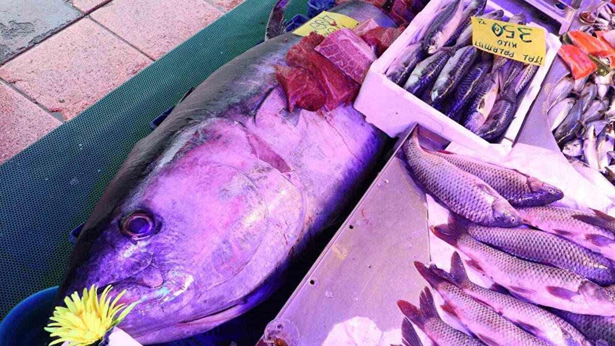 Türkiye’de nadir yakalanan balık<br><br>Orkinos, genellikle Avrupa ülkelerine ihraç ediliyor ve Türkiye’de satışı sınırlı. Selahattin Arslanbenzer, “Balık nadiren yakalanıyor, vatandaşlar tezgahı görünce hayrete düşüyor. ‘Ağla mı tuttunuz, oltayla mı?’ gibi sorular soruyorlar” dedi. Bu tür dev orkinosların yakalanmasının büyük bir şans olduğunu belirten Arslanbenzer, balığın sağlık ve tazelik açısından titizlikle kontrol edildiğini ifade etti.