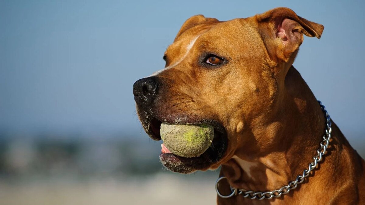 Uyarılara kulak asmadı <br><br>Arkadaşları, ailesi ve komşuları köpeğin itlaf edilmesi gerektiğini defalarca söylemiş, ancak Kulis bu önerileri reddetmişti. Olay, hayvan güvenliği ile polis ve belediye denetiminin hayati önemini bir kez daha gözler önüne serdi.<br>