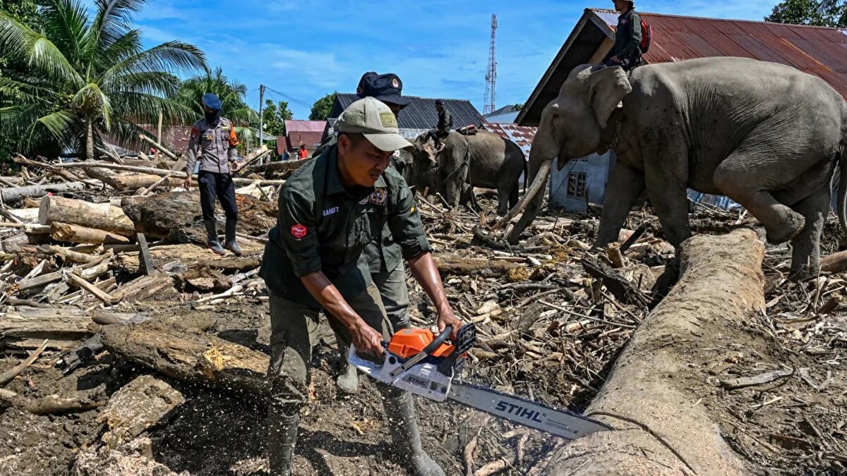 Ağır makinelerin giremediği alanlarda filler devrede<br><br>Abu, Mido, Ajis ve Noni isimli filler, Açe’nin ormanlık ve dar geçitli bölgelerinde biriken kereste ve molozları ekiplerin taşımalarına yardımcı oluyor. BKSDA yetkililerine göre, bu canlılar özellikle ağır iş makinelerinin ilerlemekte zorlandığı bölgelerde görevlendiriliyor. Yolların kapandığı yerlerde ekiplerin geçişini sağlamak için filler aktif olarak kullanılıyor.