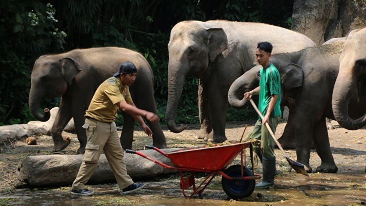 2004 tsunamisinde de görev yapmışlardı<br><br>Yetkililer, aynı filler grubunun 2004 Açe tsunamisi sonrasında da bölgedeki moloz kaldırma ve malzeme sevkiyatı çalışmalarında görev aldığını hatırlattı. Afet sonrası ulaşımın kesildiği birçok noktaya operasyon ekiplerinin erişmesi, yine bu filler sayesinde mümkün olmuştu. Açe, coğrafi yapısı nedeniyle afetlerde alternatif ulaşım desteğine sıklıkla ihtiyaç duyuyor.