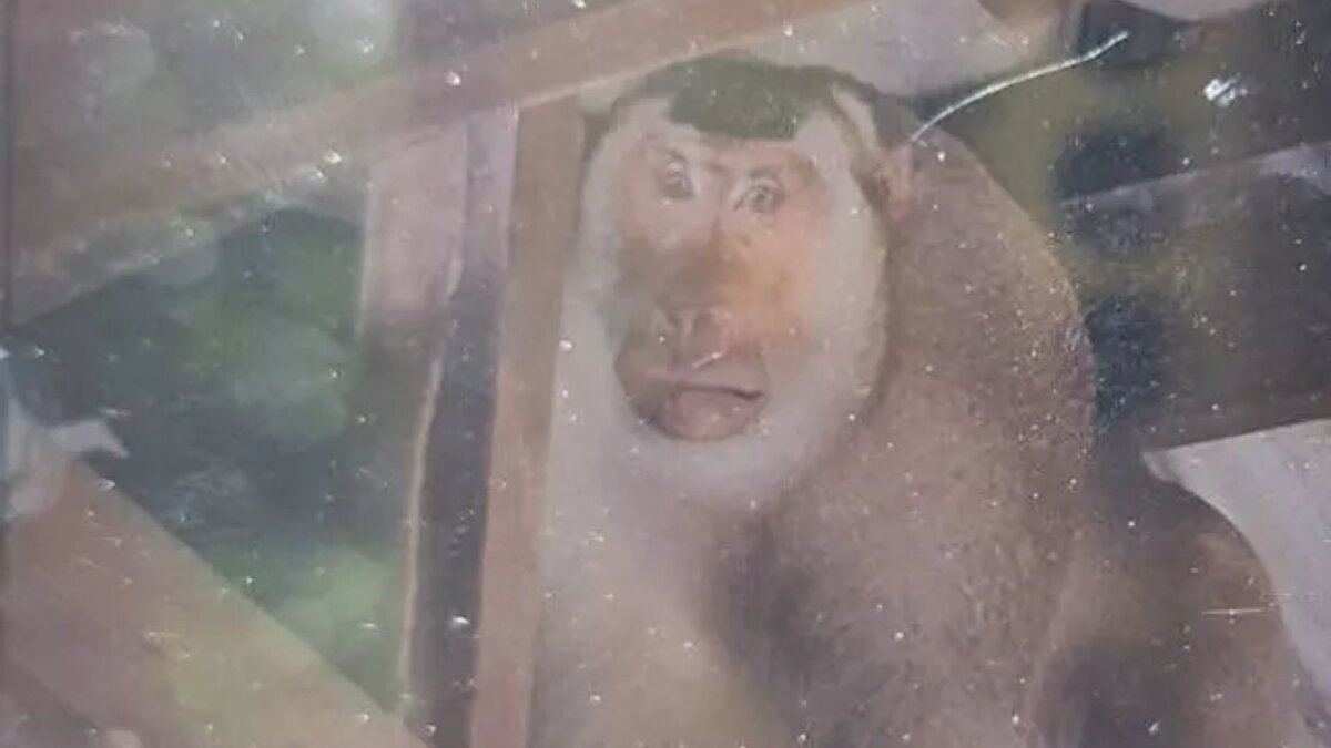 Yetkililerin açıklaması ve arama çalışması<br><br>
Betong Polis Merkezinden Polis Binbaşı Jakkarin Laksana, ilk bulguların yaşlı adamın iki ila üç gün önce öldüğüne işaret ettiğini aktardı. Soruşturma kapsamında olayda herhangi bir kişinin rolü olmadığı vurgulandı. Yetkililer, saldırgan erkek maymun için “görüldüğü yerde vurulacak” talimatı verildiğini ve bölge halkının güvenliğinin öncelik olduğunu duyurdu. Tayland’daki artan maymun popülasyonunun, şehirlerde daha sık insan–hayvan karşılaşmalarına yol açtığı ifade ediliyor.