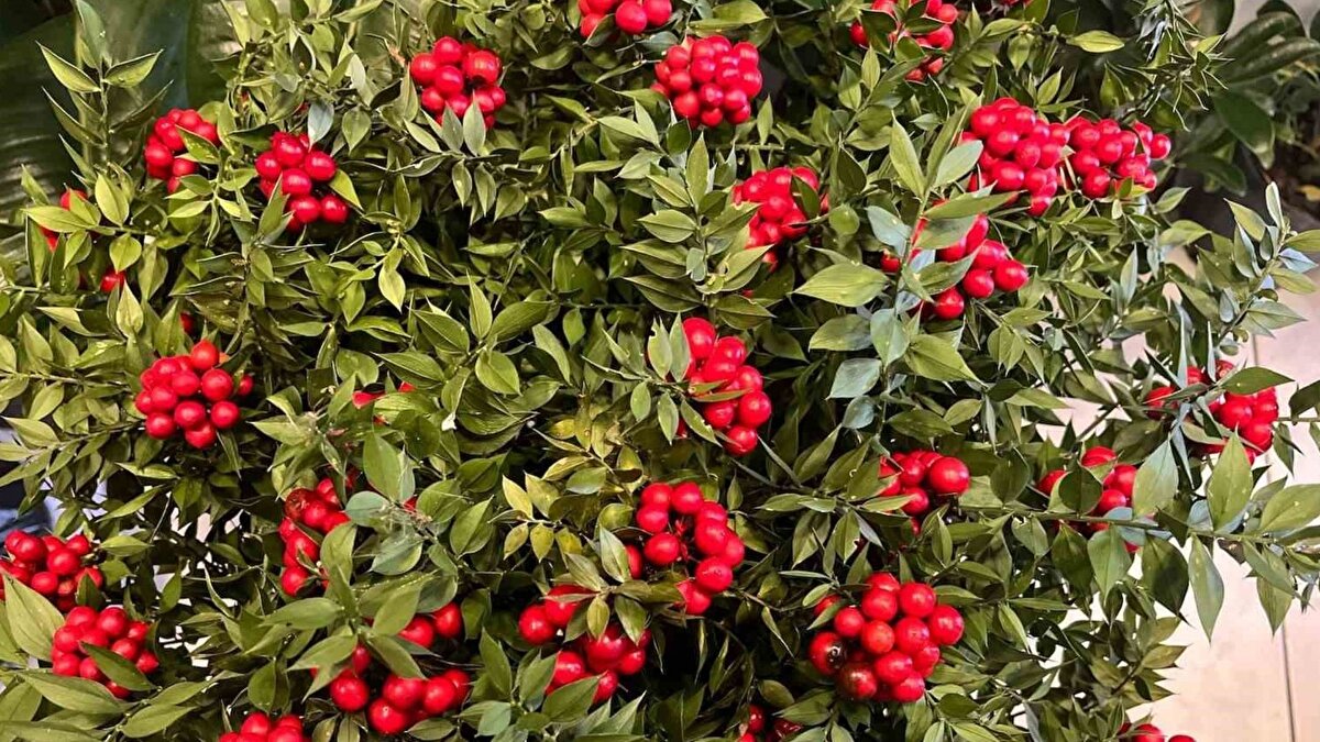 Bolu’nun Karamanlı Mahallesi’nde 42 yıldır çiçekçilik yapan Hakan Koç, yeni yıla sayılı günler kala vitrinlerdeki en popüler bitkinin kokina olduğunu söyledi. Kasım ve Aralık aylarında ormanlık alanlardan özenle toplanan bitkiler, usta ellerde bir araya getirilerek satışa sunuluyor. Koç, kokinanın halk arasında tek bir çiçek olarak bilinse de aslında iki farklı bitkiden meydana geldiğini aktardı.