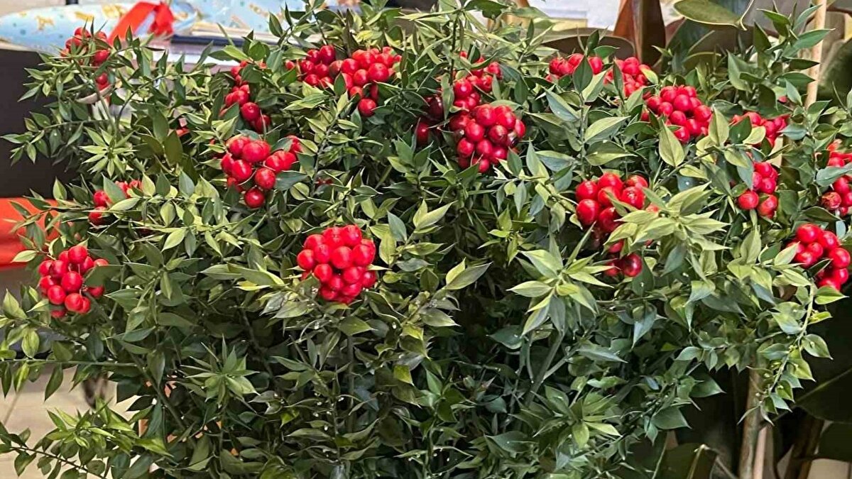 Kokinanın yapısı ve özelliği<br><br>Koç’a göre kokinanın ana gövdesi, yalancı çobanpüskülü ile oluşturulurken, kırmızı meyveleri süsleme amacıyla Akdeniz saparnası bitkisiyle bağlanıyor. Aralık ayı boyunca bu bitkinin yoğun talep gördüğünü belirten Koç, “Kokina, yılbaşı döneminde evde bir yıl boyunca bozulmadan kalırsa şans ve bolluk getireceğine inanılan özel bir bitkidir” dedi.