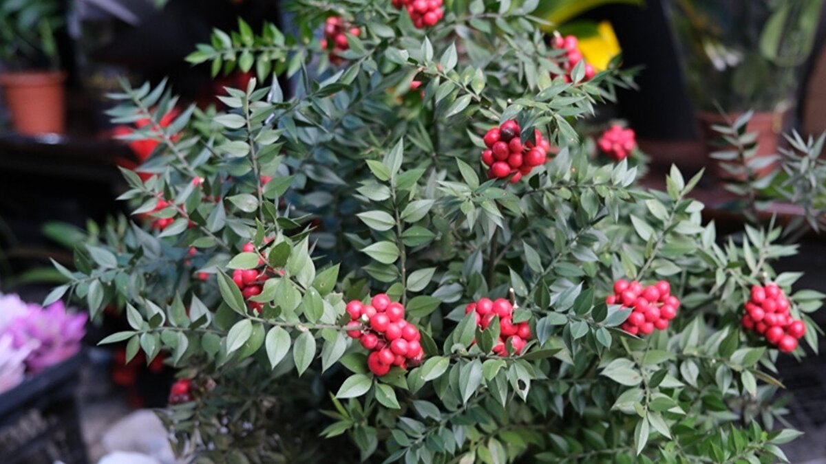 Son 10 yılda piyasaya çıkan kokina, portakal kuruları ve kozalaklar gibi yan materyallerle de süslenerek estetik bir hale getiriliyor. Çiçekçiye göre fiyatlar geçen yıla göre büyük oranda değişmedi ve şu anda bir demet kokina 400-500 lira arasında alıcı buluyor. Kaliteye göre fiyat farklılıkları da söz konusu. Koç, “Çıraklık ve kalfalık dönemimde kokina yoktu, artık yılbaşı döneminin vazgeçilmez bitkisi oldu” şeklinde konuştu.