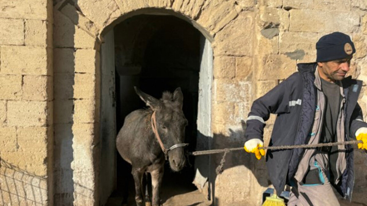 Mardin’in Artuklu ilçesi, kentin tarihi dokusu nedeniyle araç girişine uygun olmayan dar sokaklarda uzun yıllardır eşeklerle yürütülen çöp toplama hizmetinde yeni bir döneme geçiyor. Artuklu Belediyesi, temizlik işlerinde kullanılan “kadrolu” eşeklerin yerine elektrikli paletli araçların kullanılacağı projeyi hayata geçirdi.