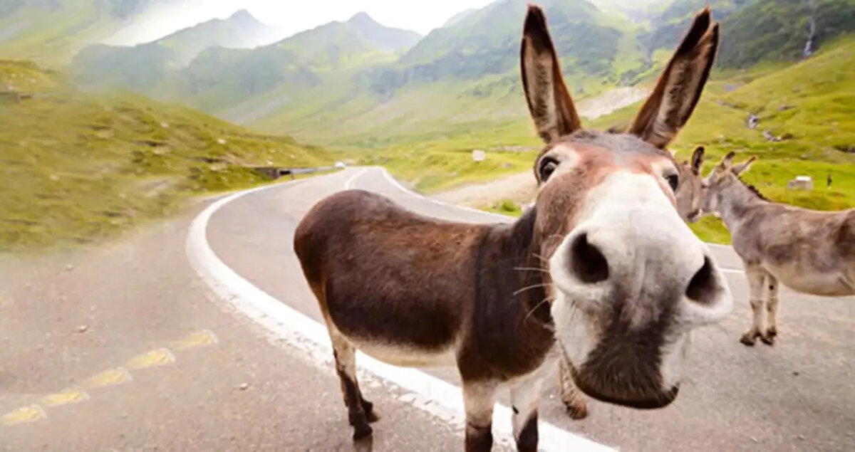 “Daha hızlı ve teknolojik bir temizlik süreci”<br>Artuklu Belediyesi Temizlik İşleri Müdür Vekili Asım Pilgir, yeni araçların bölgenin coğrafyasına uyumlu şekilde tasarlandığını söyledi. Pilgir, “Eşeklerimiz sabah 04.00’te işçilerimizle birlikte çöp toplama mesaisine başlıyordu. Artık bu süreç daha kısa sürede, daha teknolojik araçlarla yürütülecek” dedi. Pilgir ayrıca, nostaljik amaçlarla bir-iki eşeğin sembolik olarak tutulabileceğini, ancak çöp toplama işinde tamamen teknolojik sisteme geçileceğini ifade etti.