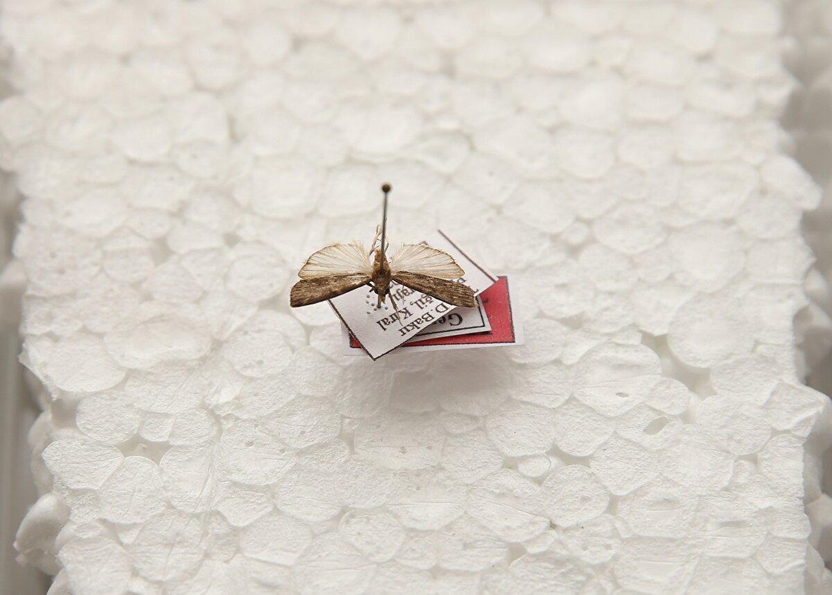 Bitlis Eren Üniversitesi’nde eğitimini tamamladıktan sonra bilimsel çalışmalarını sürdüren Yılmaz Orak, Diyarbakır’ın Eğil ilçesinde yürüttüğü uzun soluklu araştırmalarda bilim dünyasına yeni bir güve türü kazandırdı. Orak, keşfettiği türe, araştırma sürecinde kendisine en büyük desteği veren eşi Yıldız Orak’ın adını vererek “Tephris yildizae” ismini tercih etti.<br><br>Yıllar süren arazi çalışması yeni türü ortaya çıkardı<br><br>BEÜ Fen Edebiyat Fakültesi Biyoloji Bölümü’nde lisans ve yüksek lisansını tamamlayan Orak, güve ve kelebeklere duyduğu çocukluk merakını bilimsel bir çalışmaya dönüştürdü. Danışmanı Prof. Dr. Kesran Akın ile beraber Eğil ilçesinde dört yıla yayılan arazi taramalarında 97 farklı Pyraloidea türü topladı. Laboratuvar incelemelerinde ise örneklerden birinin literatürdeki türlerle eşleşmediği belirlendi.