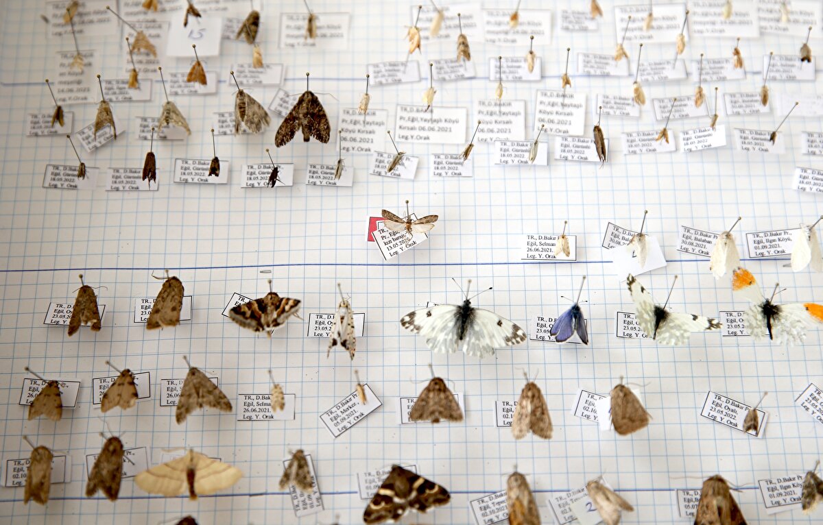 Türkiye'nin biyolojik zenginliğine dikkat çeken araştırmacı Yılmaz Orak, Diyarbakır’da yürüttüğü yıllar süren arazi çalışmaları sonucunda bilim dünyasına yeni bir güve türü kazandırdı. “Tephris yildizae” adı verilen tür, hem Türkiye faunasına önemli bir katkı sağladı hem de araştırmacının eşi Yıldız Orak’a duyduğu minneti simgeleyen anlamlı bir keşif olarak kayıtlara geçti.