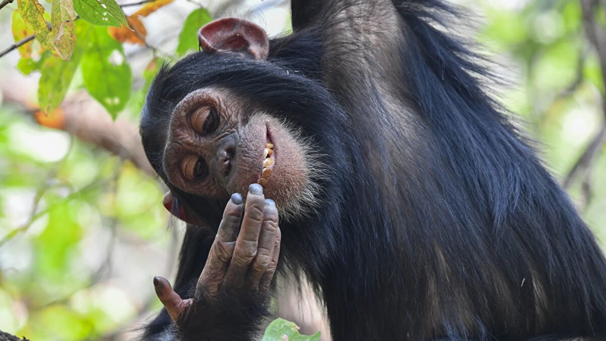 Portfolyo ve genç yetenekler
<br><br>Amerikalı Maggie Hoffman, Tanzanya’daki Gombe Ulusal Parkı’nda genç bir şempanzenin oyun dolu anlarını içeren portfolyosuyla öne çıktı.