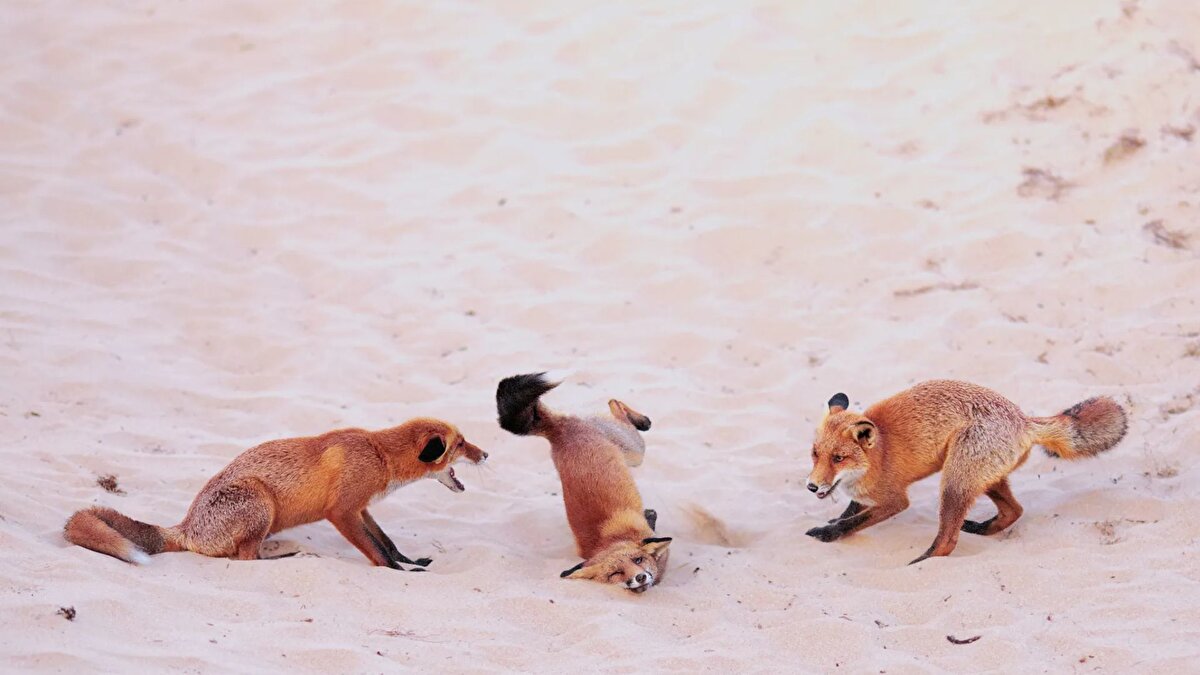 Almanya’dan 25 yaş altı Paula Rustemeier ise tilkilerin sosyal yaşamını belgeleyerek genç fotoğrafçılar kategorisinde birinciliği aldı. Rustemeier, düşük av baskısına sahip bölgelerde tilkilerin gündüzleri de aktif olduğunu ve bu sayede oyuncu davranışlarını rahatlıkla gözlemleyebildiğini aktardı.<br>