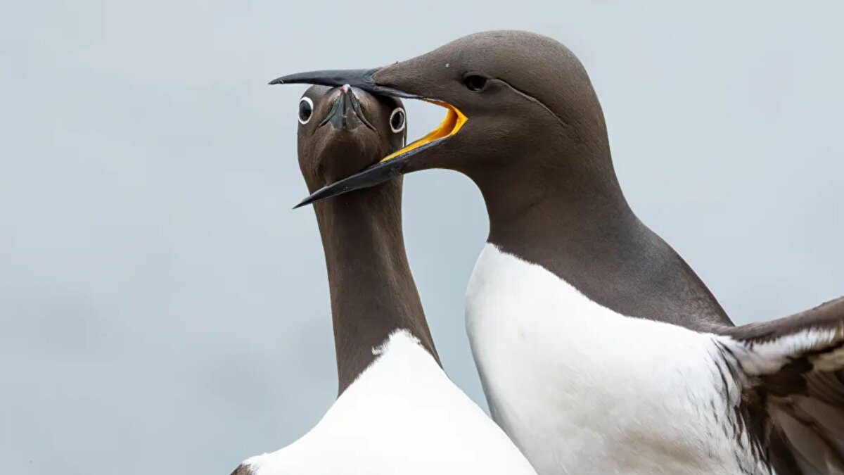 Kuşlar ve deniz altı dünyası
<br><br>Yarışmada kuş kategorisinin birincisi İngiliz Warren Price oldu. Küçük bir kayalık uçurumda yuvalanmış gülgillerden birinin komik anı lenslere yansıdı. Deniz canlıları kategorisinde ise Jenny Stock, Filipinler’de dalış sırasında bluestriped fangblenny adlı küçük ve zehirli bir balığın şaşırtıcı ifadesini yakaladı. Her iki fotoğraf da doğadaki beklenmedik mizahı gözler önüne serdi.<br>