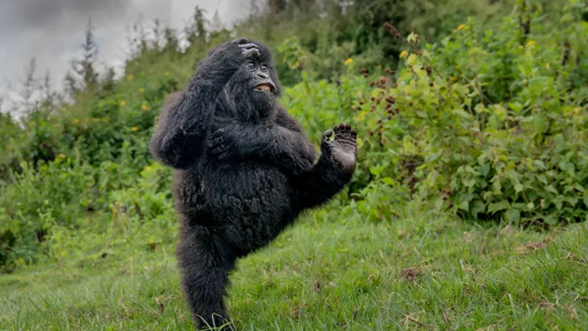 Nikon’un geleneksel Comedy Wildlife Awards yarışması, 2025 kazananlarını açıkladı. İngiltere’den Mark Meth-Cohn, Virunga Dağları’nda bir goril ailesini fotoğraflarken çektiği “çak yapan goril” karesiyle büyük ödüle uzandı. Meth-Cohn, dört günlük gözlem sürecinde genç gorillerin neşeli oyunlarını yakaladığını ve bu fotoğrafın hem yarışmanın ruhuna hem de izleyiciye neşe verdiğini belirtti.<br>