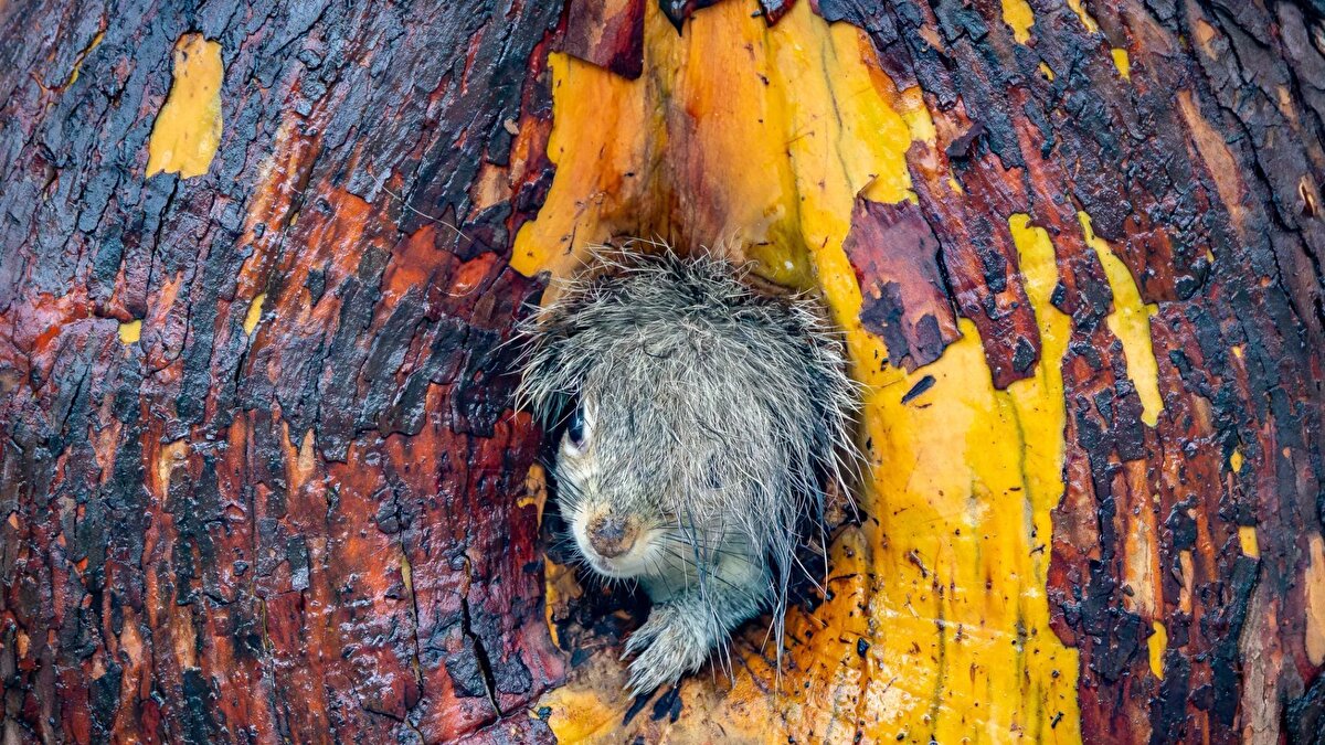 Diğer öne çıkan kareler
<br><br>Kanadalı Christy Grinton’un “Kötü Saç Günü” adlı gri sincap fotoğrafı ve ABD’li Bret Saalwaechter’ın Tanzanya’daki aslan aile portresi, izleyenleri hem güldürdü hem de vahşi yaşamın zorluklarını gösterdi. <br><br>