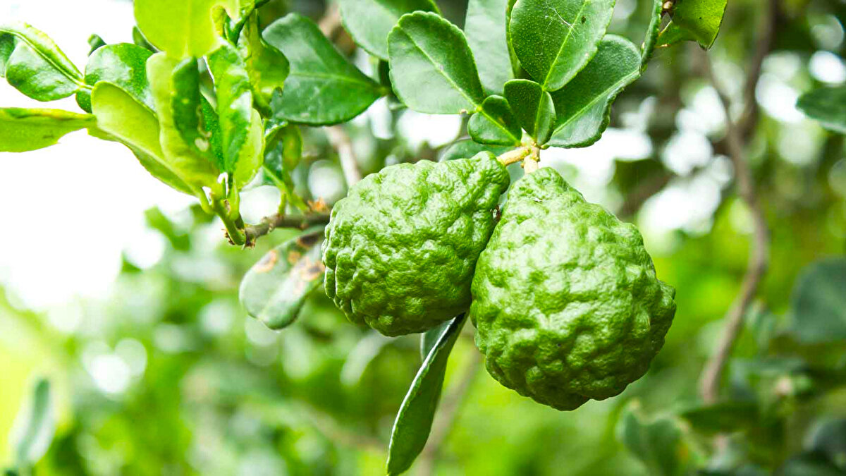 Bey Armudu<br>Bergamot (İng., Fr.)<br><br>Earl Grey çayına tadını veren bu meyvenin adı İtalyancadan yayılsa da kökeni Türkçedir