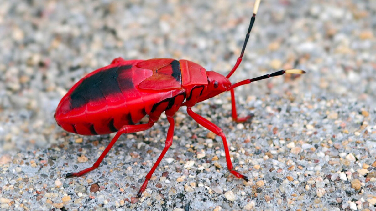 Kırmızı / Kızıl<br>Crimson (İng.)<br><br>Koyu kırmızı rengi anlatan Crimson kelimesi, Türkçedeki 'Kırmız' kelimesinden (Kırmız böceğinden elde edilen boya) türemiştir