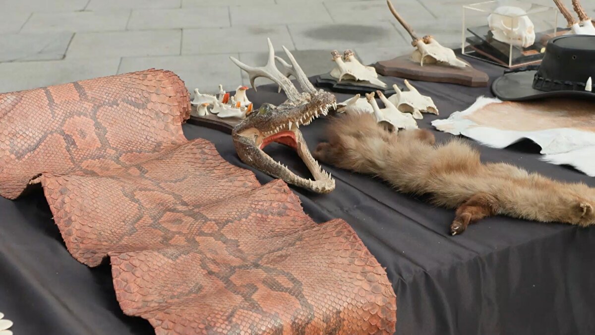 Eş zamanlı baskınlarda, CITES kapsamında koruma altındaki türlere ait materyaller de ele geçirildi. Bunlar arasında timsah, engerek ve sülün tahnitleri, ceylan postu, piton ve timsah derisi, yaban keçisi kafatası, aslan tırnağı, kurt ve timsah dişleri, fil dişi ve fildişinden yapılmış objeler, ayrıca geyik boynuzu, balina dişi ve bufalo boynuzundan üretilmiş tespihler yer aldı. Toplamda 6.206 obje güvenlik altına alındı.