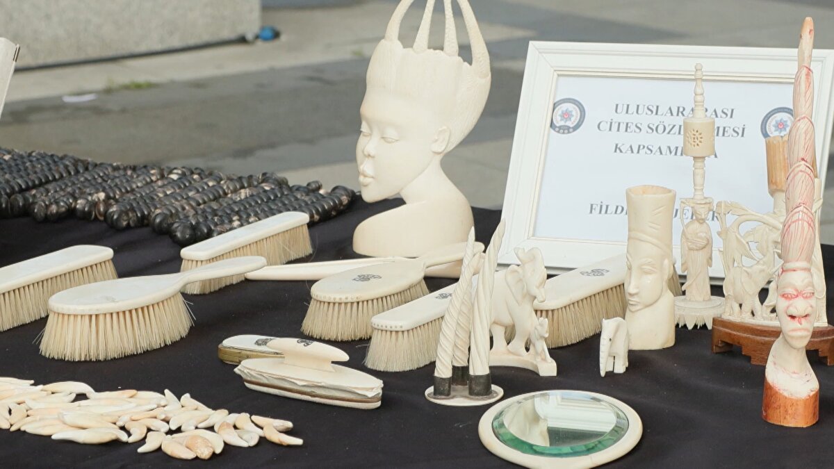 Yakalanan 15 şüpheliden üçü hakkında adli işlem başlatılırken, diğer 12 kişinin işlemleri devam ediyor. Ele geçirilen kültür varlıkları müzelere, CITES materyalleri ise Doğa Koruma ve Milli Parklar Müdürlüğü’ne teslim edilecek.