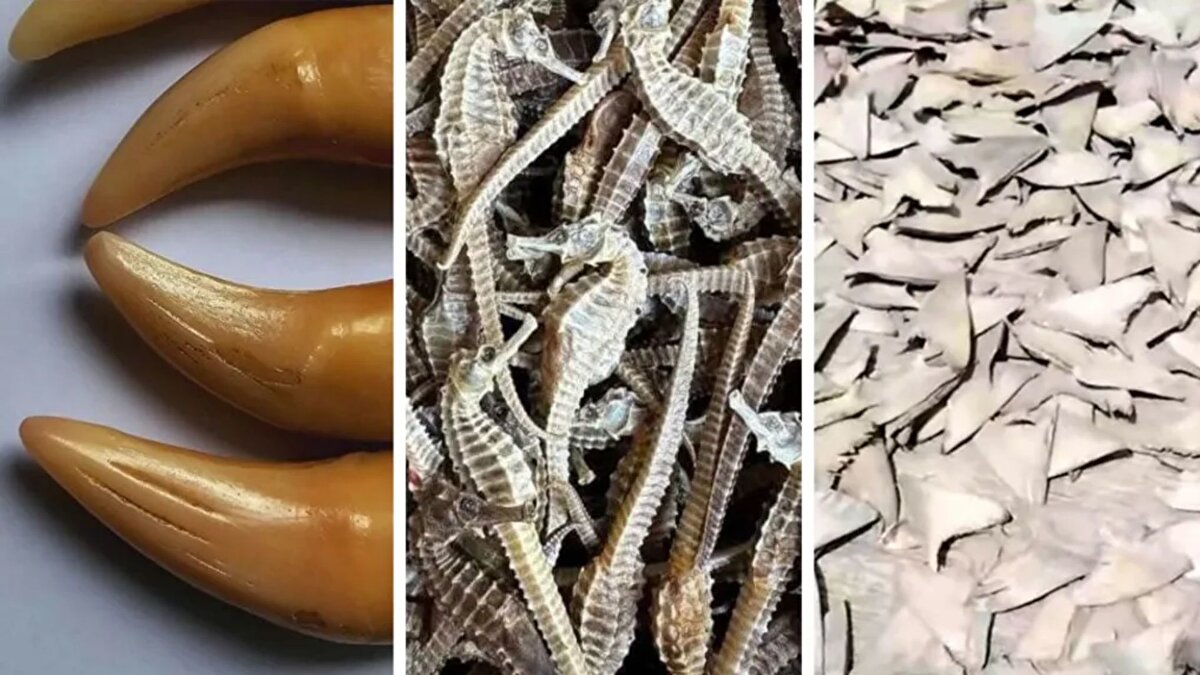 Nesli tükenme tehlikesi altındaki hayvanların ticareti, BBC News’ün yürüttüğü araştırmada yeniden gündeme geldi. Facebook üzerinde yapılan incelemelerde, tiger (kaplan) parçaları, köpekbalığı yüzgeçleri ve pangolin pulları gibi uluslararası ticareti yasaklanmış ürünlerin sosyal medya üzerinden alıcı bulduğu tespit edildi.<br>Çin merkezli bir kullanıcının paylaşımları, kafeste tutulan bir kaplanın yanı sıra kaplan kemikleri ve dişlerinin satışa çıkarıldığını ortaya koydu. Bir başka hesabın ise kutu içinde iki canlı kaplan yavrusunu sergilediği görüldü. Satıcılar, ürünlerin Birleşik Krallık’a gönderilebildiğini iddia ederek fiyat listeleri paylaşırken, kaplan dişinin yaklaşık 2.000 yuan, kemiklerin ise kilosunun 3.600 yuan olduğunu belirtti.