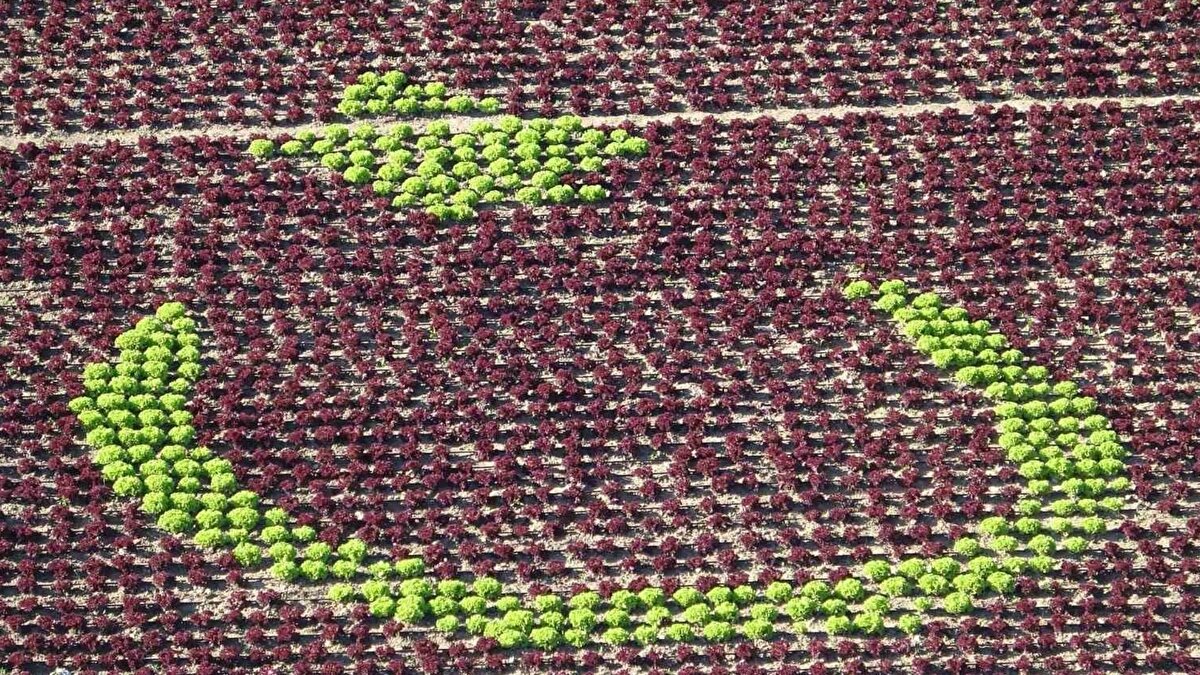 Bayrak sevgisini toprağa aktardılar<br><br>Uzun yıllardır yeşillik üretimi yapan Ülker, vatan sevgilerini üretim alanlarına yansıtmak istediklerini vurguladı. İlk günlerde yağış nedeniyle endişelendiklerini ancak süreci kararlılıkla sürdürdüklerini belirten Ülker, elde ettikleri görüntünün kendilerini motive ettiğini söyledi. Üreticiler, hilal ve yıldız formunun açıkça seçildiği tarlanın, her gün daha fazla ziyaretçiyi çektiğini dile getirdi.