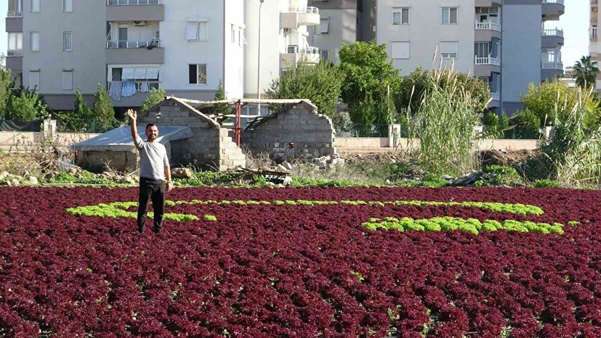 Çalışmanın fikir sahibi olan üretici Recep Ülker, geçen yıl dolu ve hava şartları nedeniyle başarıya ulaşamayan denemelerini bu sezon tekrarladıklarını söyledi. Ülker, kasım ayının başında ekime başladıklarını ve yaklaşık 13 bin marulu belirli bir düzenle toprakla buluşturduklarını belirterek, bu yılki koşulların tasarımın oluşmasına imkân tanıdığını ifade etti. Sosyal medyada paylaşılan görüntülerin kısa sürede ilgi gördüğü, çevre halkının da tarlayı ziyaret ederek tebriklerini ilettiği aktarıldı.