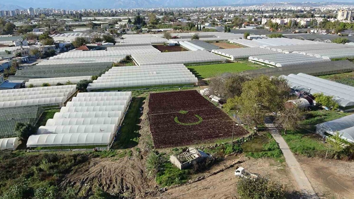 Gelecek yıl daha geniş alanda uygulanacak<br><br>Çalışmayı birlikte yürüten Sadık Şam, geçen yıl yapılan ilk denemenin hava koşulları nedeniyle istenen sonucu vermediğini, bu sezon ise şartların daha elverişli olduğunu ifade etti. Şam, hem görsel hem de anlam bakımından kendileri için değer taşıyan bu çalışmayı gelecek yıl daha geniş bir tarım alanında sürdürmeyi hedeflediklerini söyledi. Üreticiler, marulların hasadına yaklaşık iki hafta kaldığını, ancak bayrak formunu koruyacak şekilde planlama yaptıklarını belirtti.