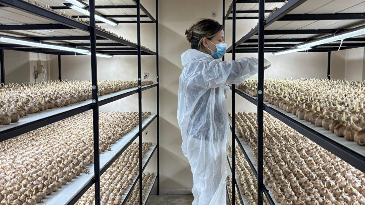 El emeği safranı değerli kılıyor<br>Hasadın tamamen elle yapıldığını belirten Yoltaş, her çiçekten yalnızca üç stigma alındığını ve bunun safranı kıymetli kılan en önemli unsur olduğunu vurguluyor. Kapalı ortamda yeşil yapraklara zarar vermeden çalışabildiklerini söyleyen Yoltaş, her yıl soğan elde ederek ek gelir sağladıklarını da aktarıyor. Bu yöntemle hem verim hem sürdürülebilirlik hedefleniyor.